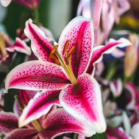 Garden And Outdoors 2 In Pack Lily Stargazer Bulbs Fragrant Oriental