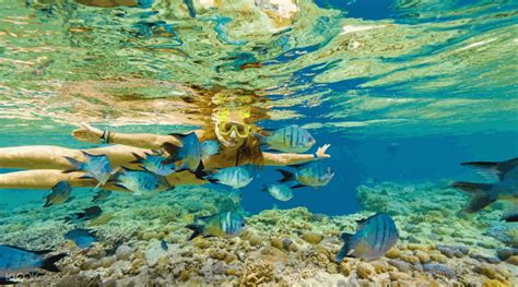 Great Barrier Reef Snorkeling Airlie Beach Trips And Tours
