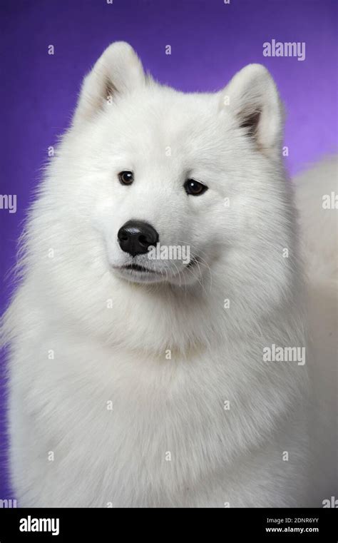 Purebred Samoyeds High Resolution Stock Photography And Images Alamy