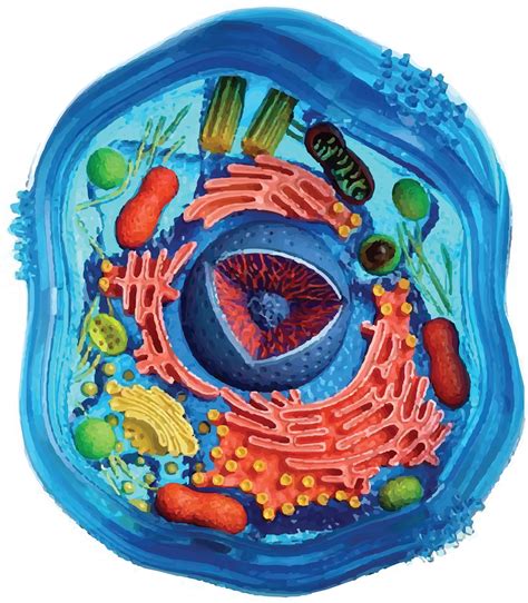 You can increase the resolution of an image by using more powerful and better quality lenses. Cell Division - Painting An Animal Cell Clipart - Large ...