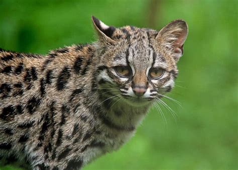 Top 10 Lesser Known Wild Cats In The World The Mysterious World