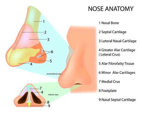 What Are The Most Common Rhinoplasty Questions Chicago Ent