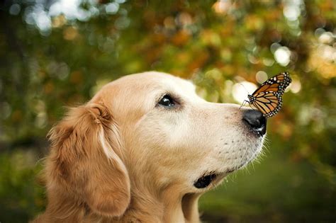 What Is A Butterfly Nose On A Dog