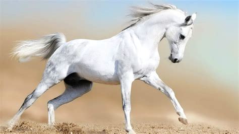 Framed Print Pure White Arabian Horse Running In The Sand Picture