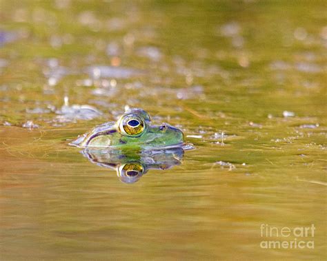Frog Relaxing In The Water Photograph By Lloyd Alexander
