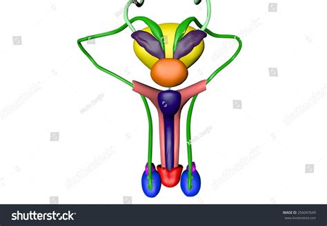 Urinary System Men Penis Testicles Prostate Stock Illustration 256047649 Shutterstock