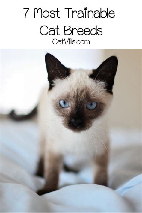 7 Most Trainable Cat Breeds Train Like A Pro