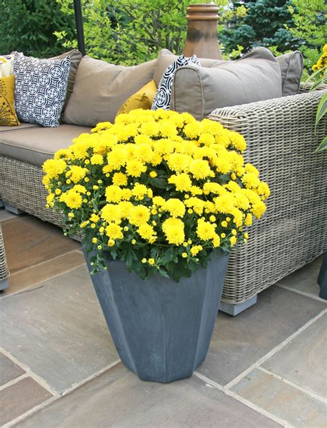 Yellow Fall Mums In Black Pot Growing Herbs Indoors Fall Mums Plants