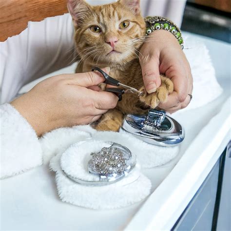 Unlocking the Secrets of Pet Grooming: A Comprehensive Guide to Meaning