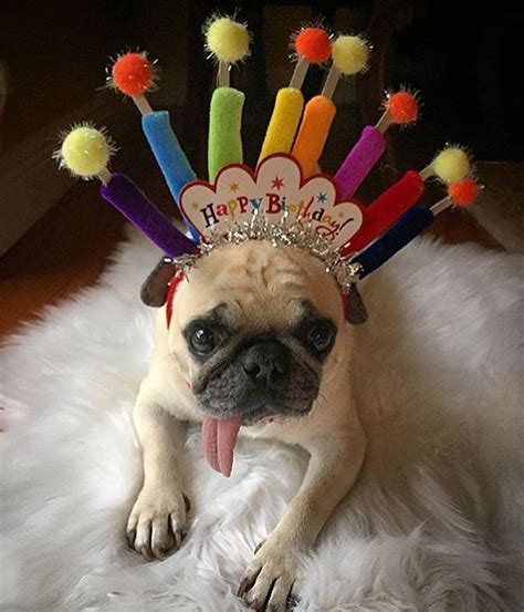 Pug Saying Happy Birthday Birthdayzb