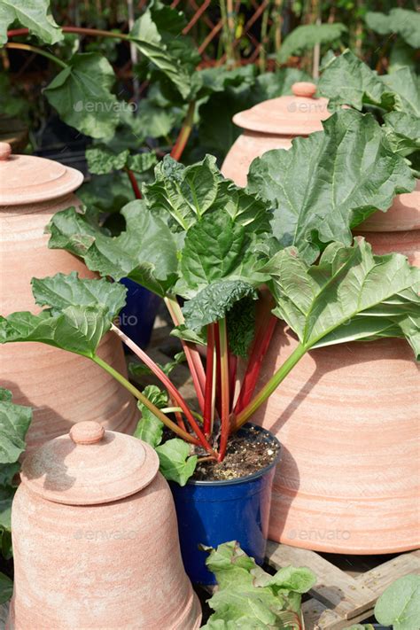 Rhubarb Rheum Palmatum Plant In Pot Stock Photo By Andreahast Photodune