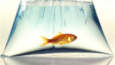 Fish Sauced Goldfish Turn To Alcohol To Survive Icy Winters Bbc News