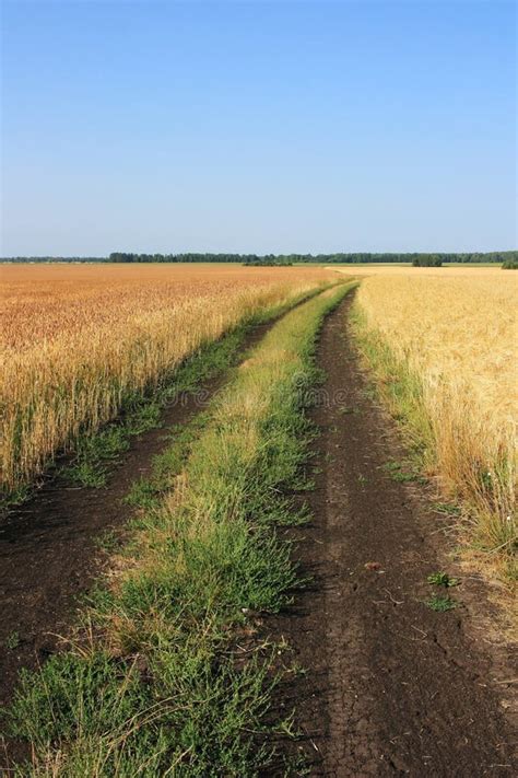 A Country Dirt Road In A Field Stock Image Image Of Dirt
