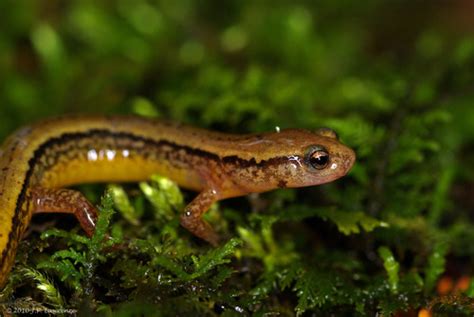 Brook Salamanders Genus Eurycea Inaturalist