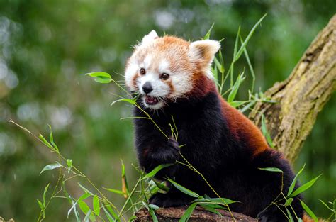 Red Panda Wolong Nature Reserve China