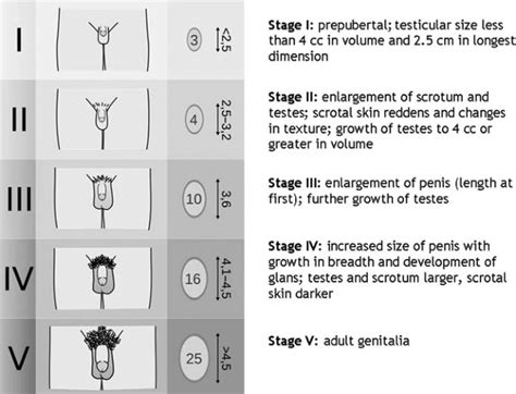 Tanner Staging For Genital Development In Babes Adapted From An Image Sexiz Pix