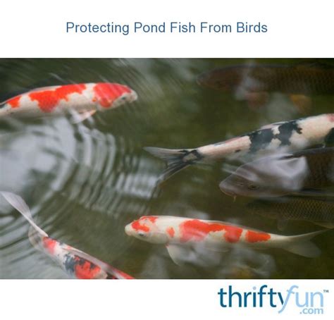 Protecting Pond Fish From Birds Thriftyfun