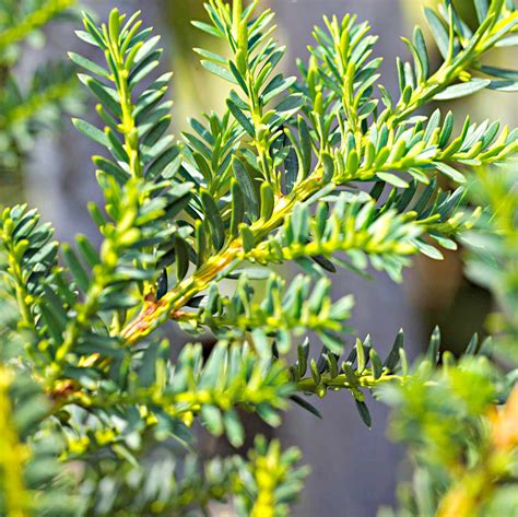 How To Plant And Grow Yew Shrub