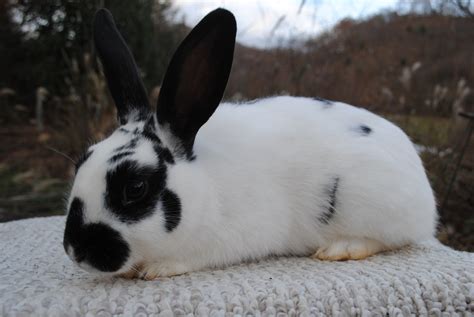 Super Friendly Mini Rex Rabbit Doe In Boone Nc Usa Rabbit Breeders