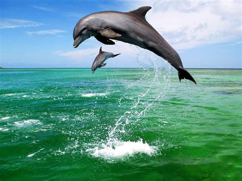 Dolphin Jump Bottlenose Dolphin Wallpaper 🔥 Top Free Download Images