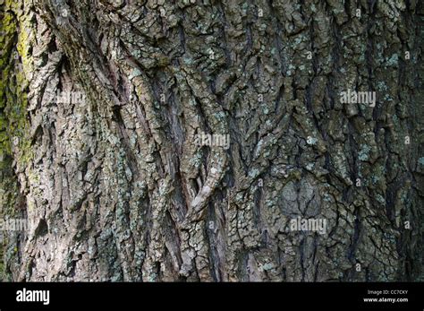 Rough Gray Brown Bark Of Old Weeping Willow Tree Salix Babylonica