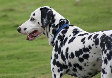 Dalmatian Information Dog Breeds At Thepetowners