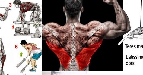 5 Back Training Myths You Probably Believe What It Takes To Build A