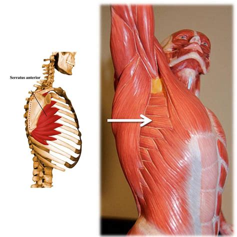 Serratus Anterior Origin And Insertion - Serratus anterior: ribs 1 to 8, midway between angles and costal