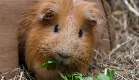 The answer might surprise you. How Long Can You Leave a Guinea Pig Alone? - Pocket Pet ...