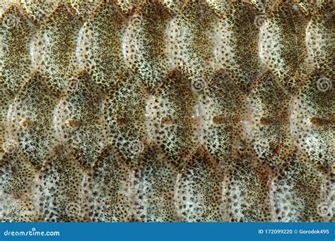 Fish Scales Skin Textured Pattern Background Macro View Crucian Carp