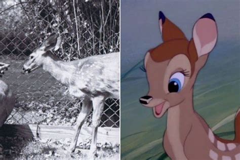 Actual Deer Bambi And Faline Disney Characters Disney Vintage Disney