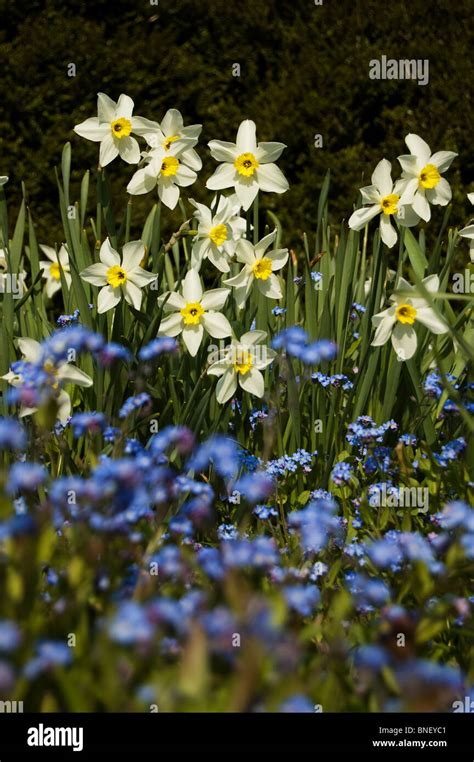 Forget Me Nots And Daffodils Stock Photo Alamy