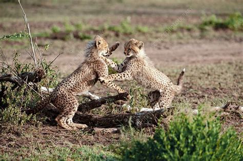Cheetah Cubs Playfighting Stock Image C0146873 Science Photo Library
