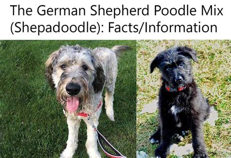 Corgi german shepherd mix puppies. 9 best Shepadoodle images on Pinterest | Puppies, Cutest ...