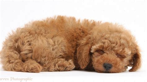 Toy Poodle Wallpapers Wallpaper Cave