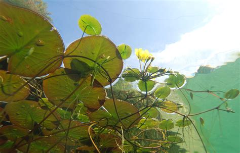 Lily Pads Know About Surface Tension Insanitek
