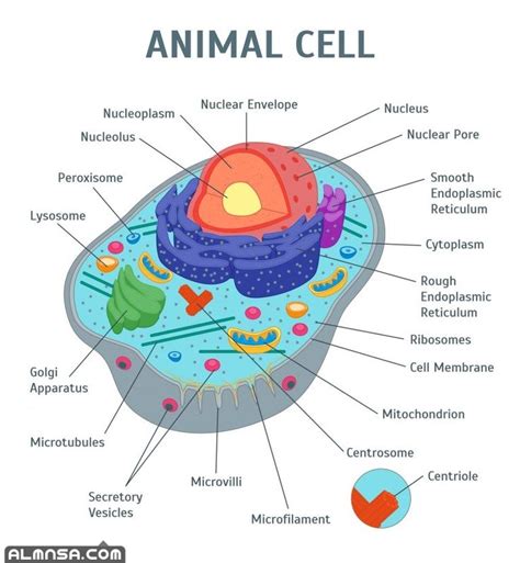 الجزء المسئول عن انقسام الخلية هو