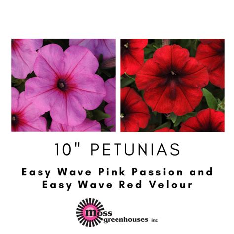 10 Petunia Easy Wave Pink Passion And Easy Wave Red Velour Moss