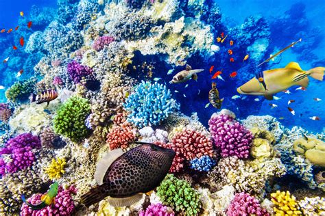 Great Barrier Reef Ist Das Riff In Australien Tot Urlaubsguru