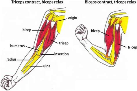 Bicep Muscle Anatomy Diagram