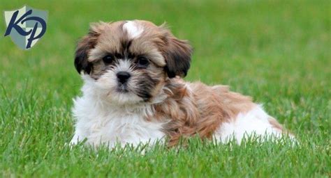 The Havashu Is A Designer Breed Created Through The Cross Of The Shih