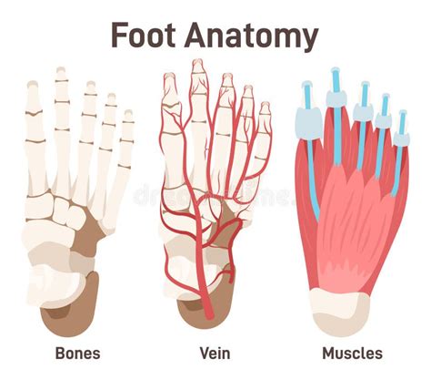 Human Foot Anatomy Footstep Anatomical Bones Muscles And Veins Stock