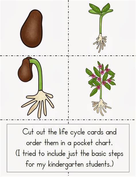Kindergarten Plant Life Cycle Printables