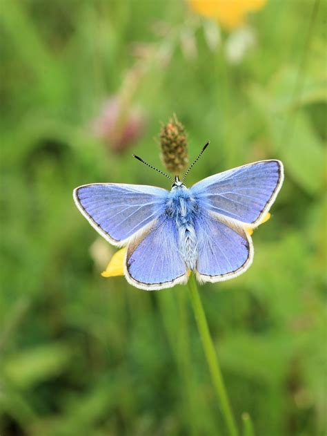 Common Blue 4 Butterfly Challenge Wild Ireland Tour