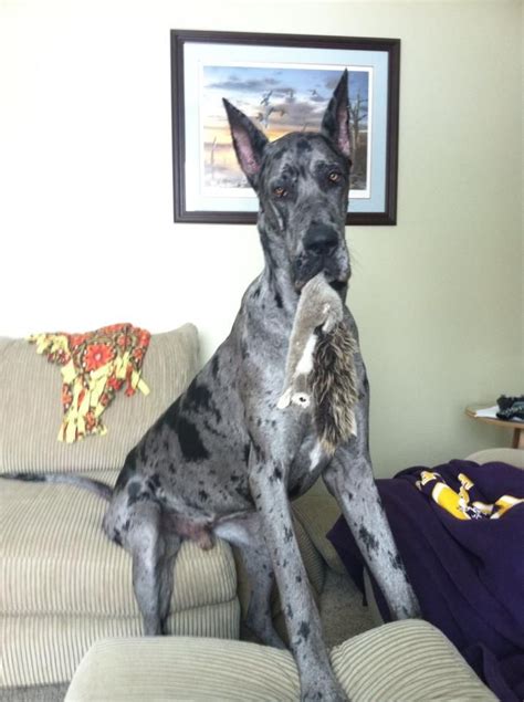 My Great Dane Zander Who Sits On The Couch Like Hes Human Great
