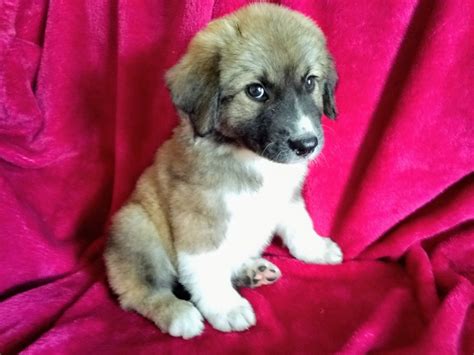 Interested in finding out more about the great dane? Anatolian Shepherd Puppies For Sale | Tucson, AZ #306113