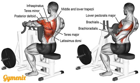 How To Do A Hammer Strength Row A Guide For Bodybuilders