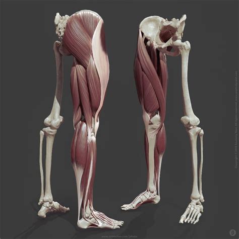 ArtStation Leg Anatomy Jekabs Jaunarajs Leg Anatomy Human Body Anatomy Human Anatomy Art