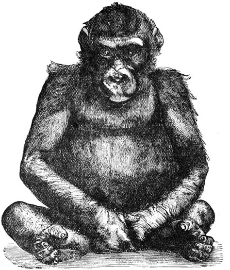 Psm V28 D762 Young Male Gorilla From The Berlin Specimen 1876 77 Free