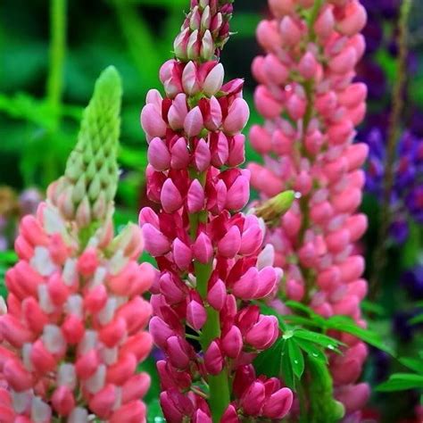 Mixed Color Lupin Lupine Seeds 100pcspack Greenseedgarden
